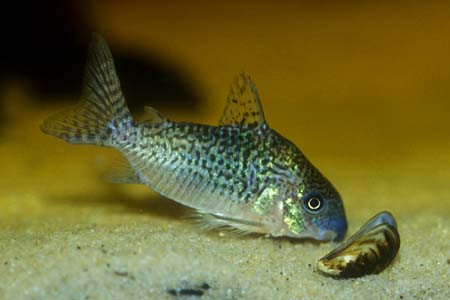 corydoras sodalis