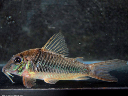 corydoras stenocephalus