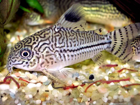 corydoras trilineatus