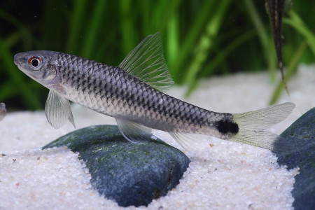 crossocheilus reticulatus