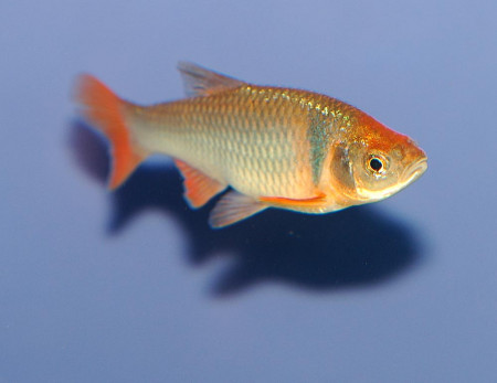 cyprinella lutrensis