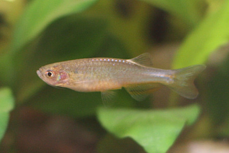 danio roseus