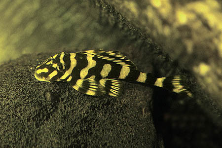 dekeyseria brachyura