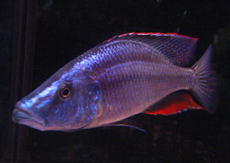 dimidiochromis compressiceps