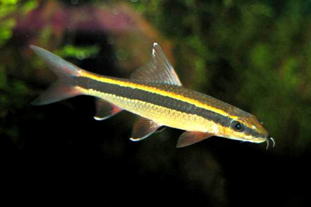 epalzeorhynchos kalopterus