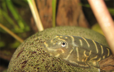 gastromyzon crenastus