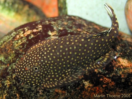 gastromyzon ctenocephalus