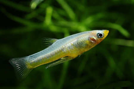 girardinus metallicus