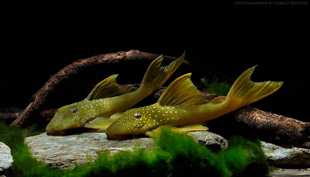 hemiancistrus subviridis