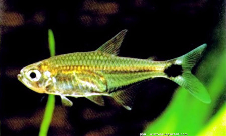 hemigrammus boesemani