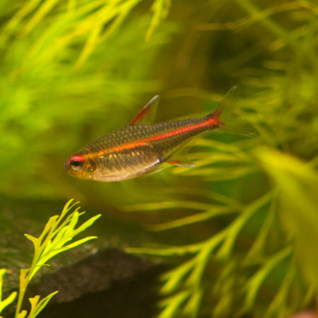 hemigrammus gracilis