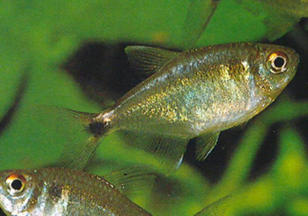 hemigrammus ocellifer