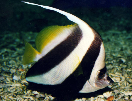 heniochus acuminatus