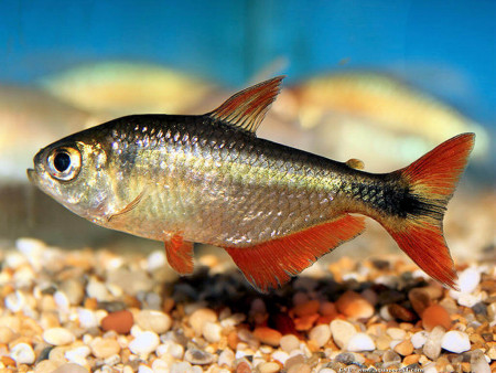 hyphessobrycon anisitsi