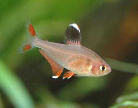 hyphessobrycon bentosi