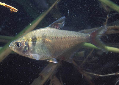 hyphessobrycon bifasciatus