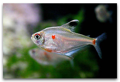 hyphessobrycon erythrostigma