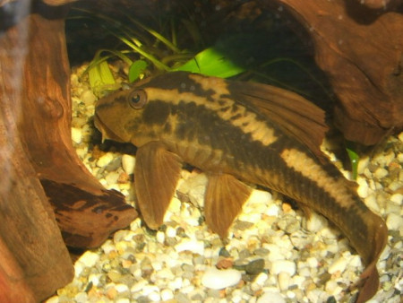 hypostomus cochliodon
