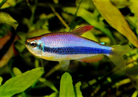inpaichthys kerri