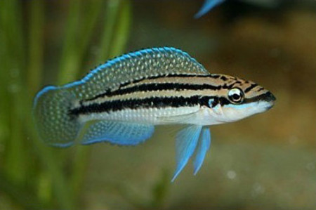 julidochromis dickfeldi