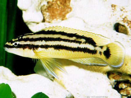 julidochromis ornatus