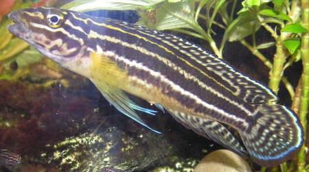 julidochromis regani