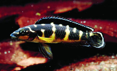 julidochromis transcriptus