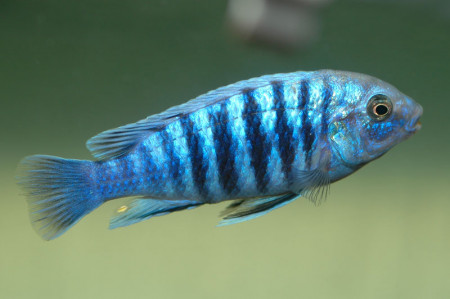 labidochromis freibergi