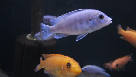 labidochromis pallidus
