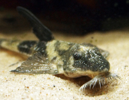 loricaria simillima