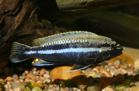 melanochromis auratus