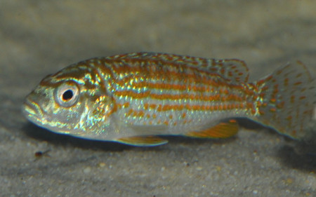 melanochromis joanjohnsonae