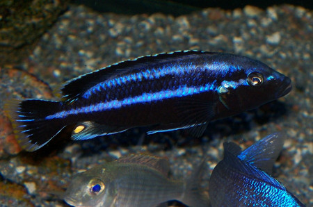 melanochromis parallelus
