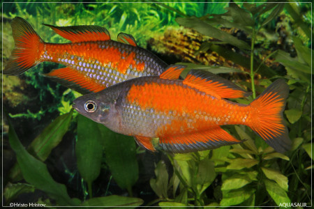 melanotaenia parkinsoni