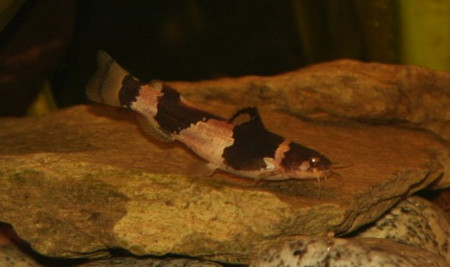 microglanis iheringi