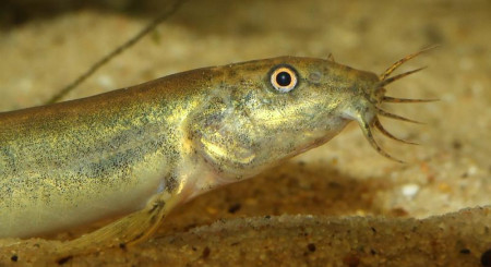misgurnus anguillicaudatus