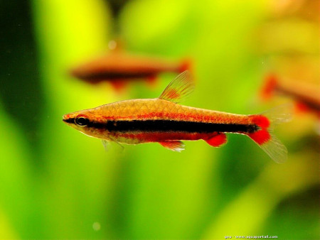 nannostomus beckfordi
