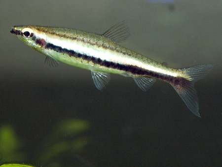 nannostomus digrammus