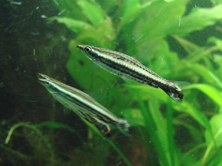 nannostomus eques