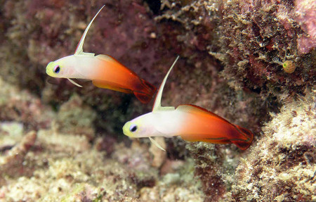 nemateleotris magnifica