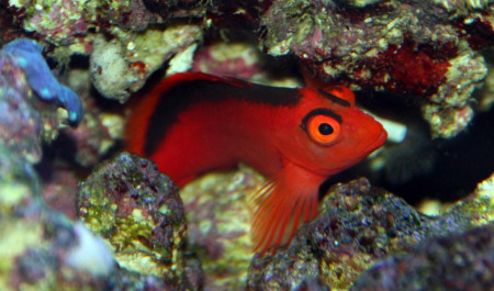 neocirrhites armatus