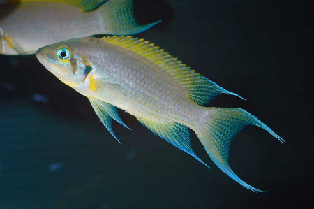 neolamprologus pulcher "daffodil"