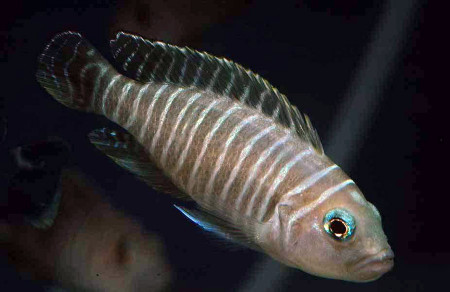 neolamprologus signatus