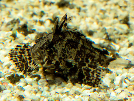 neovespicula depressifrons