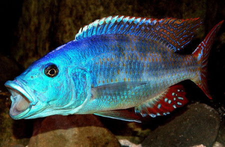 nimbochromis fuscotaeniatus