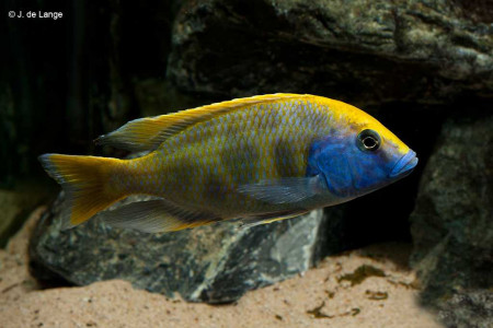 nimbochromis venustus