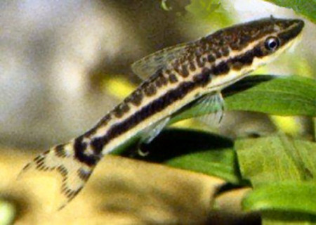 otocinclus huaorani