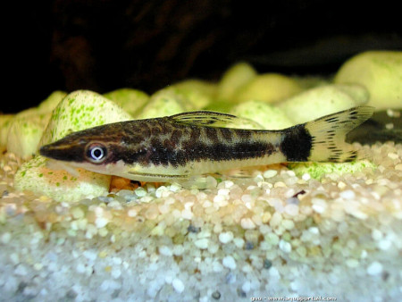 otocinclus macrospilus