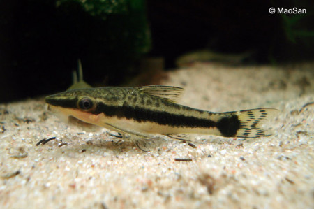 otocinclus vittatus