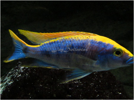 otopharynx lithobates